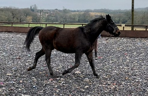 An Equine Therapy Horse